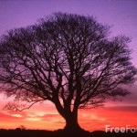 15_19_1---Tree--Sunrise--Northumberland_web